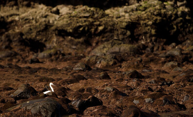Fototapeta premium Little egret Egretta garzetta. Los Dos Roques. Galdar. Gran Canaria. Canary Islands. Spain.