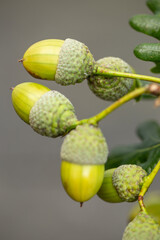 Herbstliche Eichenzweige und Hopfenranken, Nahaufnahme, close-up