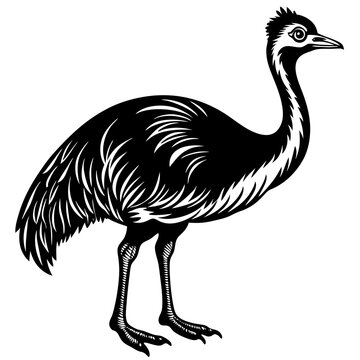 recommend clip art: cassowary isolated on white
