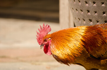 Male chicken Gallus domesticus searching for food. Gran Canaria. Canary Islands. Spain.