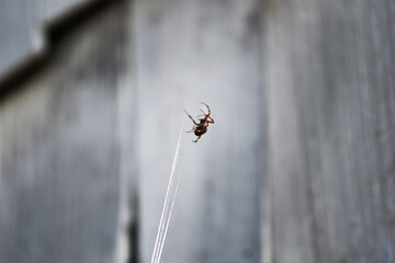 spider making spider web