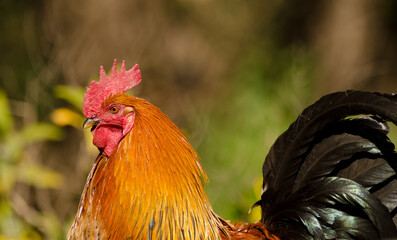 Male chicken Gallus domesticus. Gran Canaria. Canary Islands. Spain.