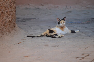 A calico cat relaxing on a sunlit street in Marrakech, blending into the earthy tones of the traditional walls and cobblestone path
