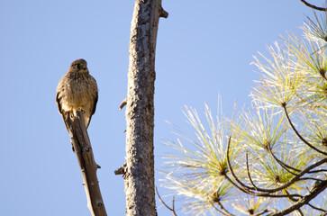 Common kestrel Falco tinnunculus canariensis. Female. Integral Natural Reserve of Inagua. Tejeda. Gran Canaria. Canary Islands. Spain.