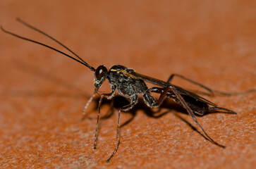 Wasp preening. Gran Canaria. Canary Islands. Spain.