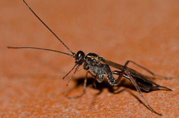 Wasp preening. Gran Canaria. Canary Islands. Spain.