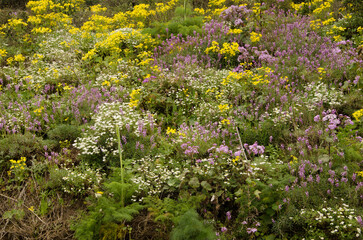 Biodiversity of flowering plants. Cueva Grande. San Mateo. Gran Canaria. Canary Islands. Spain.