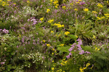 Biodiversity of flowering plants. Cueva Grande. San Mateo. Gran Canaria. Canary Islands. Spain.