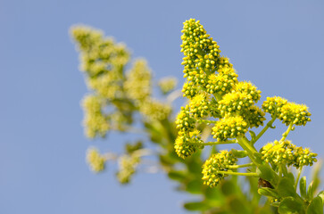 Aeonium arboreum arboreum beginning to put out its flowers. Gran Canaria. Canary Islands. Spain.