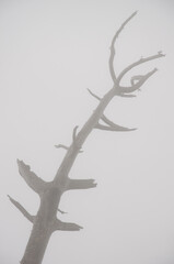 Fototapeta premium Trunk of a Canary Island pine Pinus canariensis dead in the fog. Alsandara Mountain. Reserve of Inagua. Tejeda. Gran Canaria. Canary Islands. Spain.