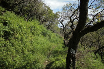 湯河原　ハイキング