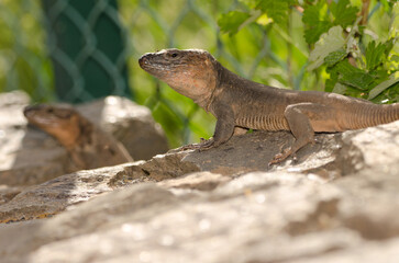Fototapeta premium Males Gran Canaria Giant lizard Gallotia stehlini. Integral Natural Reserve of Inagua. Tejeda. Gran Canaria. Canary Islands. Spain.
