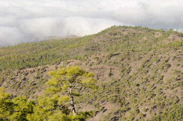 Forest of Canary Island pine Pinus canariensis. Integral Natural Reserve of Inagua. Gran Canaria....