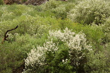 Shrubs of tree lucerne Chamaecytisus proliferus meridionalis in bloom. Nublo Rural Park. La Aldea...