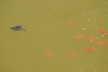 Pond slider Trachemys scripta and goldfish Carassius auratus. Cueva Grande. San Mateo. Gran...
