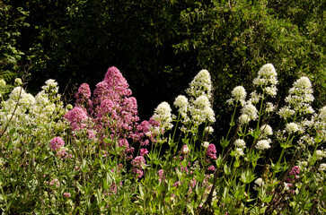 Red valerian Valeriana rubra in flower. Cueva Grande. San Mateo. Gran Canaria. Canary Islands....