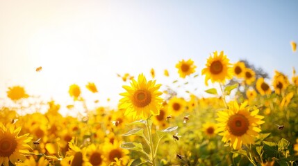 Obraz premium Serene American Countryside Landscape with Vibrant Sunflower Field, Bees, and Clear Sky in Ultra-Detailed, Cinematic Light