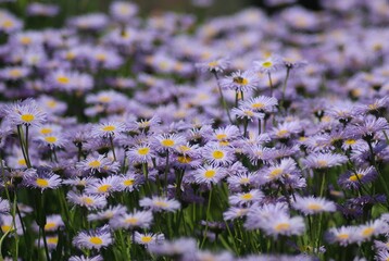 field of lavender flowers