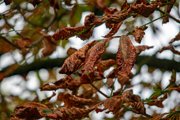 Verwelkte Blätter im Herbstlicht