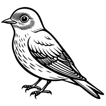recommend clip art: eastern bluebird on white