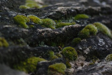 moss on stone