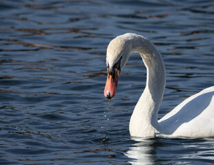 Mute swan - water dripping from the beak