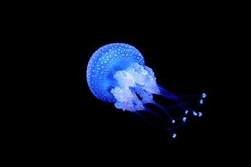 Bioluminescent Jellyfish Phyllorhiza punctata white-spotted jellyfish aka floating bell, Australian spotted jellyfish luminescent underwater