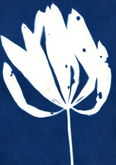 A Sun print of plant. Blue cyanotype of herbs. Silhouettes flowers on a blue background. Plant illustration. Skeleton flowers cyanotype. Alternative photography. Floral illustration.