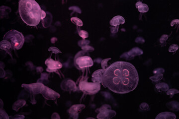 jellyfish at aquarium, dangerous animals