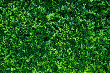 green leaves wall background, leaf wall nature background