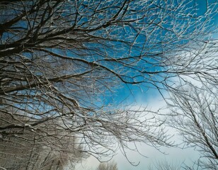 겨울 바람과 나무