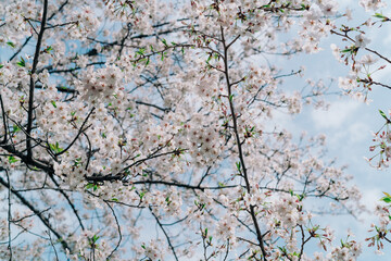 千鳥ヶ淵の桜