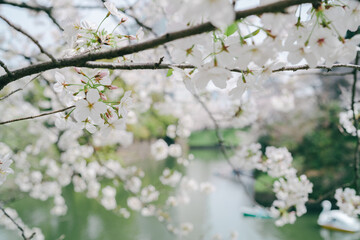 千鳥ヶ淵の桜