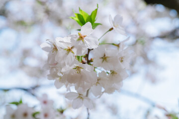 千鳥ヶ淵の桜