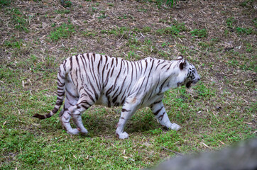 A White Tiger is a rare and majestic variation of the Bengal tiger, distinguished by its striking white fur and black stripes.
