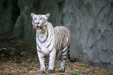 A White Tiger is a rare and majestic variation of the Bengal tiger, distinguished by its striking white fur and black stripes.