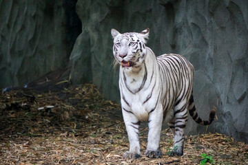 A White Tiger is a rare and majestic variation of the Bengal tiger, distinguished by its striking white fur and black stripes.