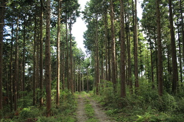 湯河原　ハイキング