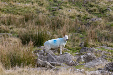 Grazing sheep on Moorland
