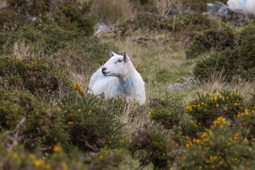 Grazing sheep on Moorland