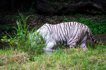 Obraz premium A White Tiger is a rare and majestic variation of the Bengal tiger, distinguished by its striking white fur and black stripes.