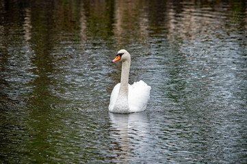 Weißer Schwan auf ruhigem Wasser