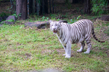 A White Tiger is a rare and majestic variation of the Bengal tiger, distinguished by its striking white fur and black stripes.