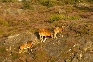 Mouflon Sheep