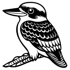 black and white kookaburra bird