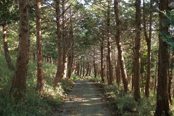 Obraz premium 湯河原 ハイキング