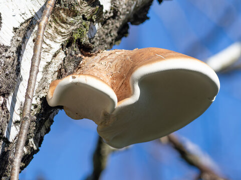 Birch polypore, Piptoporus betulinus, Fomitopsis betulina. A mushroom grows from the trunk of a tree