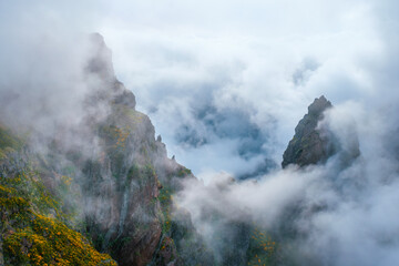 A mountain covered in fog and clouds with blooming Cytisus shrubs. Near Pico de Arieiro , Madeira island, Portugal