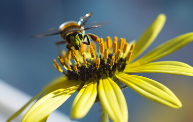 a bee pollinating a flower