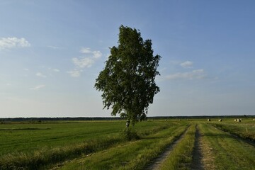 Obraz premium Solitary Tree in a Vast Green Field